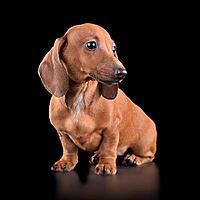 Studio shot of beautiful dachshund puppy isolated on black background [IBR124631235]