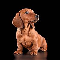 Studio shot of beautiful dachshund puppy isolated on black background [IBR124631236]