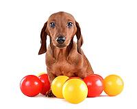Cute dachshund puppy sitting with colorful balls and looking at camera on white background [IBR124631237]