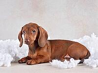 Chocolate dachshund puppy in clouds on a light background [IBR124631238]