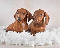 Adorable brown dachshund puppies sitting in the clouds on a light background [IBR124631239]