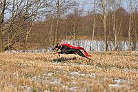 Black and tan german pinscher wearing a red scarf in mid-air while running across a field like a superhero [IBR124631240]