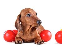 Cute chocolate dachshund puppy isolated on white background [IBR124631242]