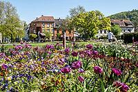 Flower bed in the municipal park of Ettlingen, Baden-W$00FCrttemberg, Germany [IBR124631249]