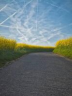 Winding country road through a bright blooming rapeseed field under a blue sky in Frankfurt's green belt, Germany [IBR124631259]