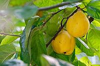 Fruit of the quince (Cydonia oblonga), Kempen, North Rhine-Westphalia, Germany [IBR124631262]