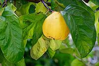 Fruit of the quince (Cydonia oblonga), Kempen, North Rhine-Westphalia, Germany [IBR124631263]