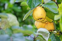 Fruit of the quince (Cydonia oblonga), Kempen, North Rhine-Westphalia, Germany [IBR124631265]