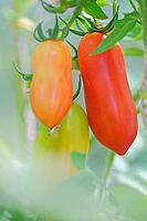 San-Marzano-Tomate, Kempen, North Rhine-Westphalia, Germany [IBR124631267]
