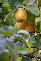 Fruit of the quince (Cydonia oblonga), Kempen, North Rhine-Westphalia, Germany [IBR124631270]