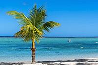 Palm tree, cloud, sky, sea, sandy beach, nature, umbrellas, Le Morne, Mauritius [IBR124631271]