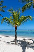 Palm tree, cloud, sky, sea, sandy beach, nature, umbrellas, Le Morne, Mauritius [IBR124631274]