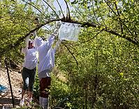 Beekeeper fetches a flown bee swarm from a tree, Apis mellifera, Austria [IBR124636196]