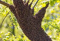 Escaped bee swarm gathers on a tree, honeybee, Apis mellifera, Austria [IBR124636197]