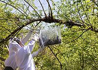 Beekeeper fetches a flown bee swarm from a tree, Apis mellifera, Austria [IBR124636198]