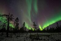 Northern Lights (Aurora borealis), Muddus National Park, Laponia World Heritage Site, Norrbotten, Lapland, Sweden, October 2024 [IBR124636201]