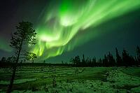 Northern Lights (Aurora borealis), Muddus National Park, Laponia World Heritage Site, Norrbotten, Lapland, Sweden, October 2024 [IBR124636208]