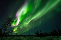 Northern Lights (Aurora borealis), Muddus National Park, Laponia World Heritage Site, Norrbotten, Lapland, Sweden, October 2024 [IBR124636209]