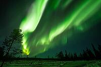 Northern Lights (Aurora borealis), Muddus National Park, Laponia World Heritage Site, Norrbotten, Lapland, Sweden, October 2024 [IBR124636210]