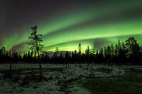 Northern Lights (Aurora borealis), Muddus National Park, Laponia World Heritage Site, Norrbotten, Lapland, Sweden, October 2024 [IBR124636213]