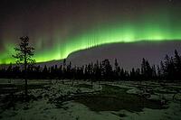 Northern Lights (Aurora borealis), Muddus National Park, Laponia World Heritage Site, Norrbotten, Lapland, Sweden, October 2024 [IBR124636219]