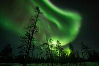 Northern Lights (Aurora borealis), Muddus National Park, Laponia World Heritage Site, Norrbotten, Lapland, Sweden, October 2024 [IBR124636221]