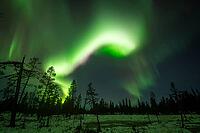Northern Lights (Aurora borealis), Muddus National Park, Laponia World Heritage Site, Norrbotten, Lapland, Sweden, October 2024 [IBR124636223]