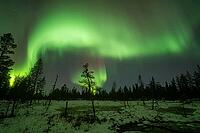 Northern Lights (Aurora borealis), Muddus National Park, Laponia World Heritage Site, Norrbotten, Lapland, Sweden, October 2024 [IBR124636228]