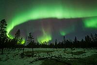 Northern Lights (Aurora borealis), Muddus National Park, Laponia World Heritage Site, Norrbotten, Lapland, Sweden, October 2024 [IBR124636231]