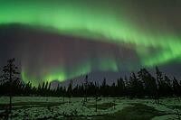Northern Lights (Aurora borealis), Muddus National Park, Laponia World Heritage Site, Norrbotten, Lapland, Sweden, October 2024 [IBR124636232]