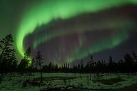 Northern Lights (Aurora borealis), Muddus National Park, Laponia World Heritage Site, Norrbotten, Lapland, Sweden, October 2024 [IBR124636234]