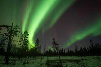 Northern Lights (Aurora borealis), Muddus National Park, Laponia World Heritage Site, Norrbotten, Lapland, Sweden, October 2024 [IBR124636235]