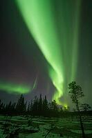 Northern Lights (Aurora borealis), Muddus National Park, Laponia World Heritage Site, Norrbotten, Lapland, Sweden, October 2024 [IBR124636237]