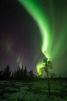 Northern Lights (Aurora borealis), Muddus National Park, Laponia World Heritage Site, Norrbotten, Lapland, Sweden, October 2024 [IBR124636239]