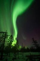 Northern Lights (Aurora borealis), Muddus National Park, Laponia World Heritage Site, Norrbotten, Lapland, Sweden, October 2024 [IBR124636240]