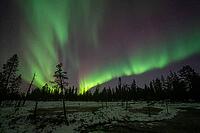 Northern Lights (Aurora borealis), Muddus National Park, Laponia World Heritage Site, Norrbotten, Lapland, Sweden, October 2024 [IBR124636247]