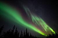 Northern Lights (Aurora borealis), Muddus National Park, Laponia World Heritage Site, Norrbotten, Lapland, Sweden, October 2024 [IBR124636252]