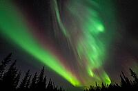 Northern Lights (Aurora borealis), Muddus National Park, Laponia World Heritage Site, Norrbotten, Lapland, Sweden, October 2024 [IBR124636253]