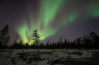 Northern Lights (Aurora borealis), Muddus National Park, Laponia World Heritage Site, Norrbotten, Lapland, Sweden, October 2024 [IBR124636255]