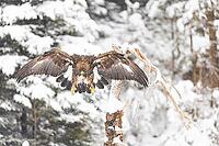 Golden eagle (Aquila chrysaetos) feeds on deer carcasses Austria [IBR124636264]