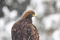 Golden eagle (Aquila chrysaetos) feeds on deer carcasses Austria [IBR124636265]