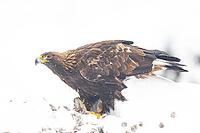 Golden eagle (Aquila chrysaetos) feeds on deer carcasses Austria [IBR124636266]
