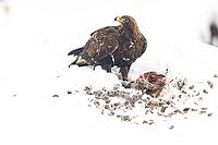 Golden eagle (Aquila chrysaetos) feeds on deer carcasses Austria [IBR124636267]