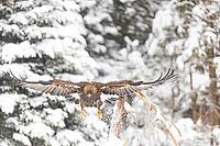 Golden eagle (Aquila chrysaetos) feeds on deer carcasses Austria [IBR124636268]