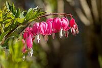 Pink tearing heart flowers (Lamprocapnos spectabilis) hanging from a curved stem, Ternitz, Lower Austria, Austria [IBR124636278]