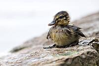 Zoology, freshly hatched mallard chick, wet mallard chick sitting on stone, exhausted mallard chick, drenched mallard chick, tired and sad mallard chick, mallard chick has lost its mother, Nötzliwiese, Dietikon, Switzerland [IBR124636288]