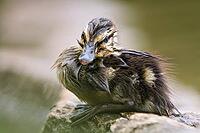 Zoology, freshly hatched mallard chick, wet mallard chick sitting on stone, exhausted mallard chick, drenched mallard chick, tired and sad mallard chick, mallard chick has lost its mother, Nötzliwiese, Dietikon, Switzerland [IBR124636289]