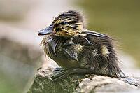 Zoology, freshly hatched mallard chick, wet mallard chick sitting on stone, exhausted mallard chick, drenched mallard chick, tired and sad mallard chick, mallard chick has lost its mother, Nötzliwiese, Dietikon, Switzerland [IBR124636290]