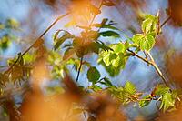 Freshly sprouting copper beech (Fagus silvatica), Kempen, North Rhine-Westphalia, Germany [IBR124637624]