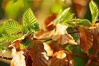Freshly sprouting copper beech (Fagus silvatica), Kempen, North Rhine-Westphalia, Germany [IBR124637628]